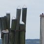 <Div Align=Left>Les pélicans moins nombreux et beaucoup plus timides qu'en 2016.
